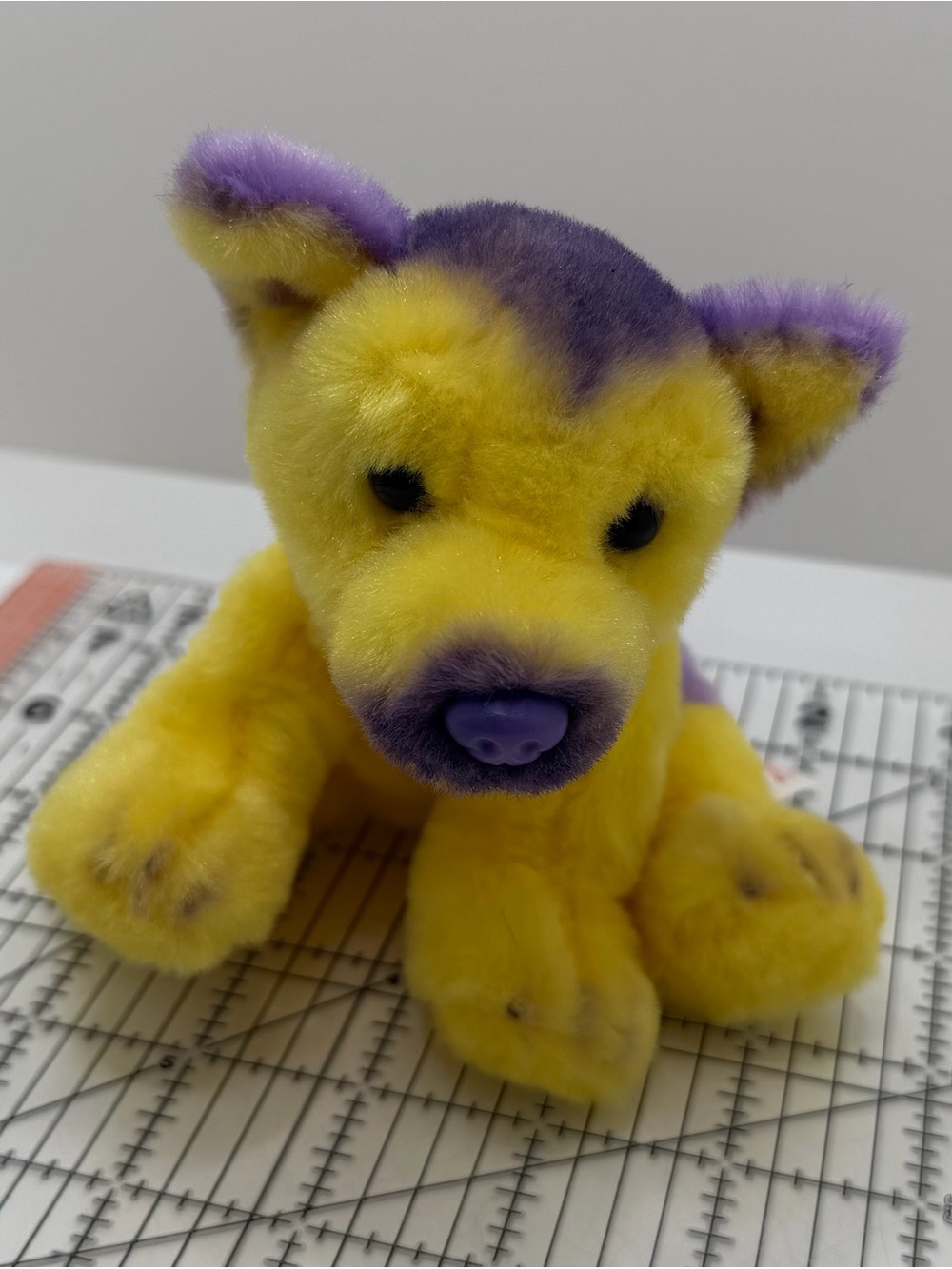 Russ Yellow Purple Shepherd